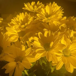 🌼 𝚁𝚊𝚣𝚊𝚎𝚕