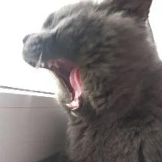 sgg