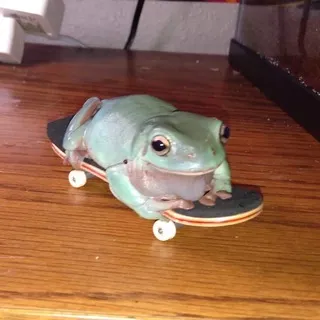 Юля Амфибия 🐸