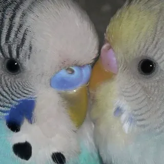 птицы КФ ^_^
