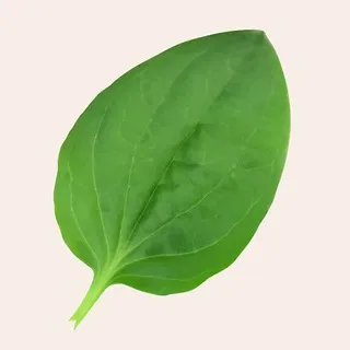 HR Подорожник l Веселовская 🍃