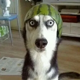 搞笑|沙雕|每日一笑