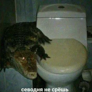 Порифульки умерсичечка