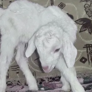 🐑 на каждый день