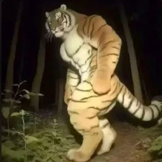 Macan in gambling