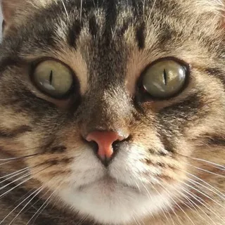 my cat has a crush