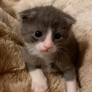 star cats cf