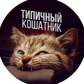 Типичный кошатник