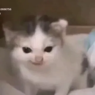 Щитпост Каши