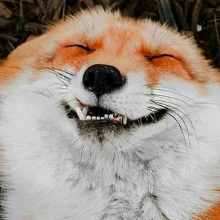 Любимый Мелкий Лис || Lovely Little Fox