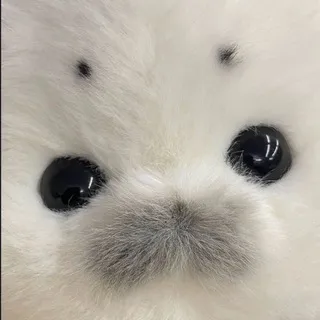 коралли че чят распиздяев