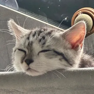叮当喵喵-今天你也很可爱