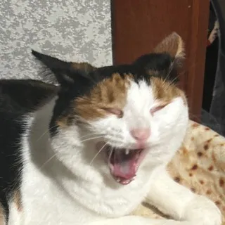 Сырочья жизнь