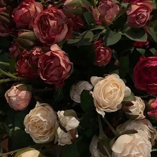 домик пиара от домовенка ⚜️