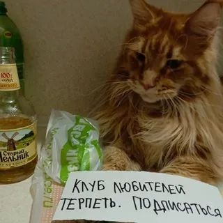 клуб любителей терпеть