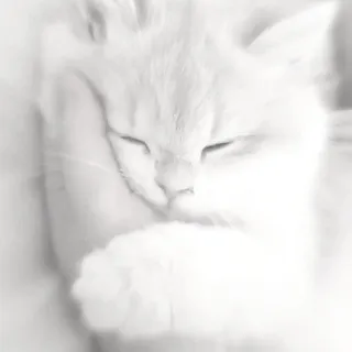 𝘚𝘢𝘭𝘭𝘺'𝘴 𝘢𝘳𝘵𝘪𝘴𝘵𝘪𝘤 𝘱𝘭𝘢𝘤𝘦!