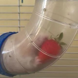 Скотомогильник.