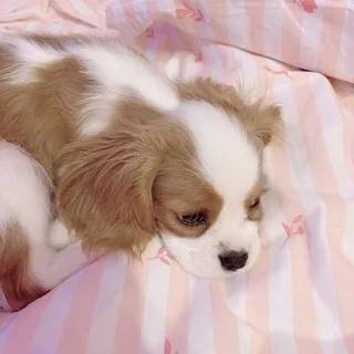 𝘤𝘰𝘲𝘶𝘦𝘵𝘵𝘦 𝘱𝘶𝘱𝘱𝘺 ୨୧