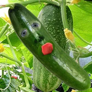 кабачковый
