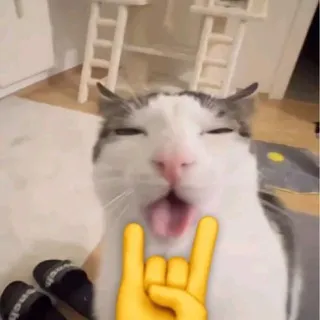 djizou
