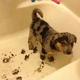 щп🐶
