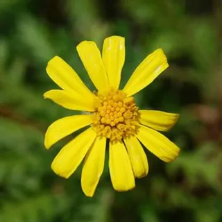 Ƥ€Ř₣€ƗŦΔ ƗΜƤ€Ř₣€ƗçãØ🌼