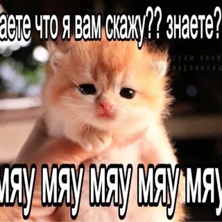 Мимими честно