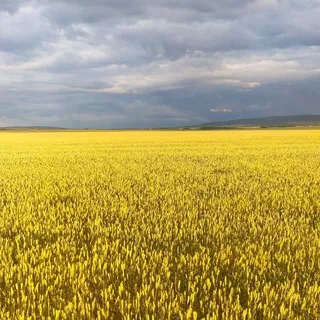 сборы после провокаций в Баймаке