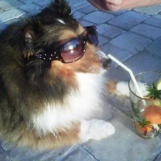 мяучело инваре беп