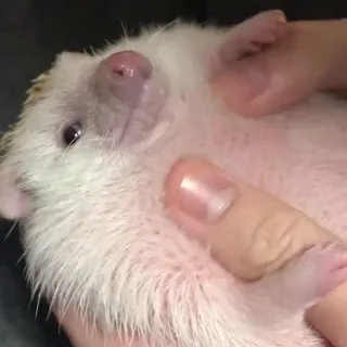 Based animals