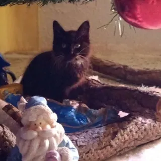 😻𝑳𝒐𝒗𝒆 𝒄𝒂𝒕𝒔 😻