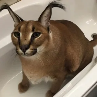 Форточник