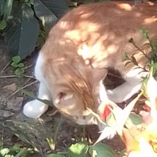 лиля гречка 🌼