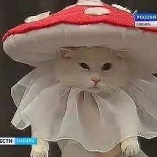 °ೃ❀Львиный домೃ๑•