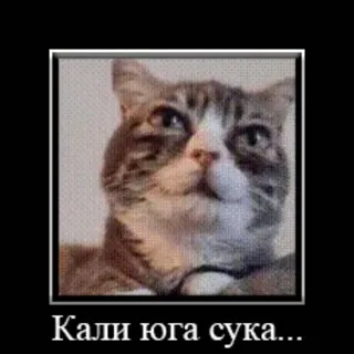 дзацудан