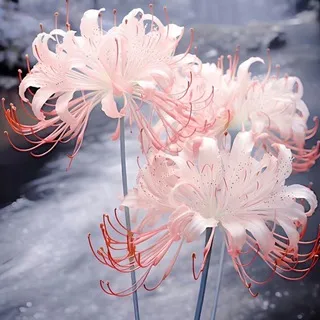 Lilianth