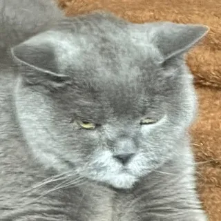 Нюк щитпостит