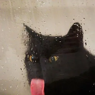 Cat Mirror DAO