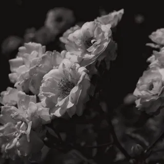 Darina/Photographer