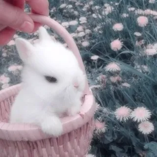 𝐒𝐇𝔒𝐏..