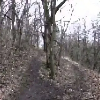 ㅤㅤпо грибы да во лесочек