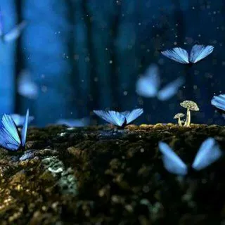 Canal de la botonera 🦋