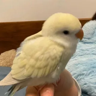 🕊ʙɪʀᴅs sᴛɪᴄᴋᴇʀs/ᴀᴠᴀᴛᴀʀs 🦢