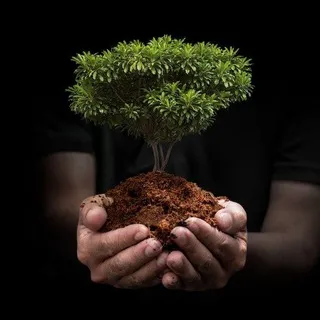 Pequeno broto 🌱