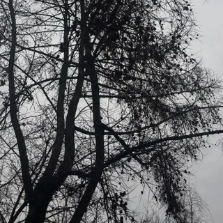 К29
