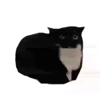 Миска макарон 🐈‍⬛️