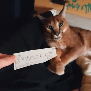 Набор в Админы | KSB MUZIC CONFESSION🍺🎸