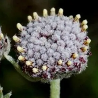 ARTEMISA
