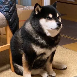 Totakeke- Cheems’ twin brother
