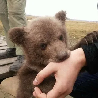 Чизбургер Чиз!!!!